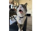 Jas, Domestic Shorthair For Adoption In Tucson, Arizona