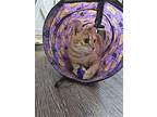 Valencia, Domestic Shorthair For Adoption In Wilson, North Carolina