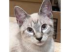 Asher #fabulous-four, Siamese For Adoption In Houston, Texas