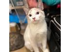 Sky #fabulous-four, Snowshoe For Adoption In Houston, Texas