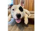 Panda Bear, American Pit Bull Terrier For Adoption In Germantown, Ohio