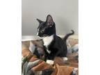 Leilani, Domestic Shorthair For Adoption In Dickson, Tennessee