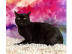 Carter, Domestic Shorthair For Adoption In Greensburg, Pennsylvania