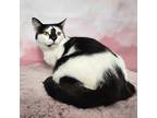 Kay, Domestic Shorthair For Adoption In Greensburg, Pennsylvania