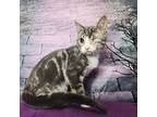 Lance, Domestic Shorthair For Adoption In Greensburg, Pennsylvania