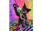 Felipe, Domestic Shorthair For Adoption In Greensburg, Pennsylvania