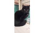 Pita, Domestic Shorthair For Adoption In Boston, Kentucky