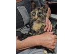Autumn Sc, Domestic Shorthair For Adoption In San Angelo, Texas