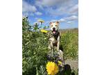 Kava, American Staffordshire Terrier For Adoption In Sunset Beach, California