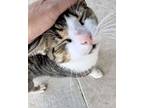 Doppelg채nger (24-907), Domestic Shorthair For Adoption In Seven Valleys