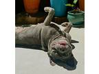 Peaches, American Pit Bull Terrier For Adoption In Citrus Heights, California