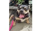 Martini, American Pit Bull Terrier For Adoption In Citrus Heights, California