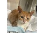 Mike, Domestic Shorthair For Adoption In Lafayette, Louisiana