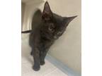 Ike, Domestic Mediumhair For Adoption In Lafayette, Louisiana