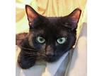 Midnight, Domestic Shorthair For Adoption In Ocean Springs, Mississippi