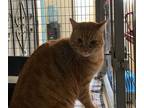 Jack, Domestic Shorthair For Adoption In Santa Paula, California