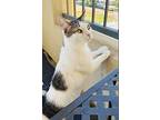 Finn, Domestic Shorthair For Adoption In Amherst, Massachusetts