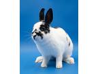 Minerva, Netherland Dwarf For Adoption In Latrobe, Pennsylvania