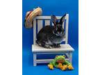Flint, Dwarf For Adoption In Latrobe, Pennsylvania
