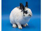 Severus, Netherland Dwarf For Adoption In Latrobe, Pennsylvania