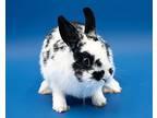 Maggie, Netherland Dwarf For Adoption In Latrobe, Pennsylvania