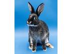 Mayhem, Dwarf For Adoption In Latrobe, Pennsylvania
