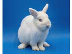Locket, Netherland Dwarf For Adoption In Latrobe, Pennsylvania