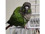Buddy, Conure For Adoption In Elizabeth, Colorado