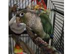 Flower, Conure For Adoption In Elizabeth, Colorado