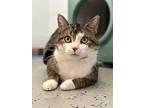 Latte, Domestic Shorthair For Adoption In Stanton, Michigan