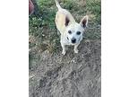 Merle, Terrier (unknown Type, Small) For Adoption In Mishawaka, Indiana
