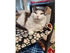 Maggie, Domestic Longhair For Adoption In Arlington, Washington