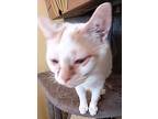 Kittens And Adults, Domestic Shorthair For Adoption In Albemarle, North Carolina