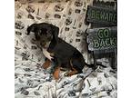 Burton, Labrador Retriever For Adoption In Jackson, Tennessee