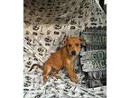 Bates, Labrador Retriever For Adoption In Jackson, Tennessee