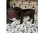 Buffy, Labrador Retriever For Adoption In Jackson, Tennessee
