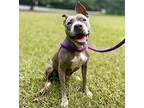 Hennessy, American Staffordshire Terrier For Adoption In Raleigh, North Carolina