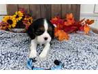 Lt. Blue Millie