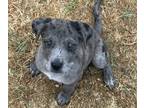 Catahoula Leopard Dog-Labrador Retriever Mix PUPPY FOR SALE ADN-842963 -
