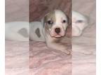 American Bully PUPPY FOR SALE ADN-842955 - American Bully