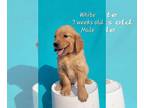 Golden Retriever PUPPY FOR SALE ADN-842954 - AKC Golden Retriever Puppy Male