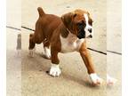 Boxer PUPPY FOR SALE ADN-842911 - AKC Boxer registered puppies