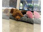 Goldendoodle PUPPY FOR SALE ADN-842932 - Goldendoodle puppies