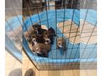 American Bully PUPPY FOR SALE ADN-842922 - Litter of six