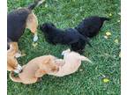 Poogle PUPPY FOR SALE ADN-842851 - Poogle puppies