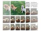 Golden Retriever PUPPY FOR SALE ADN-842769 - Golden Retriever Puppies