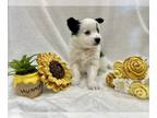 Pomsky PUPPY FOR SALE ADN-842755 - Roo