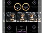 Dachshund PUPPY FOR SALE ADN-842723 - Suzie Q AKC
