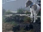 Poodle (Standard) PUPPY FOR SALE ADN-842710 - Standard Poodle Puppies Available