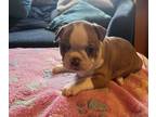 Boston Terrier PUPPY FOR SALE ADN-842953 - AKC Female Fawn Boston Terrier